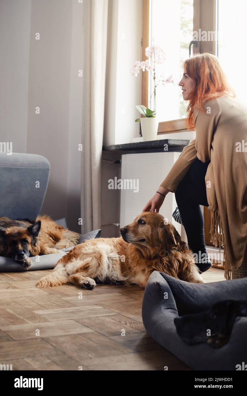 Ginger Woman with three dogs cuddling on the floor Pets friends at home
