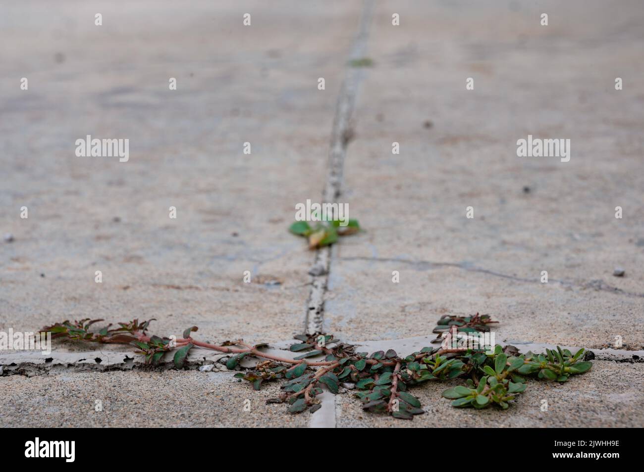 Purslane weed growing through a crack and joint between two concrete slabs Stock Photo Alamy
