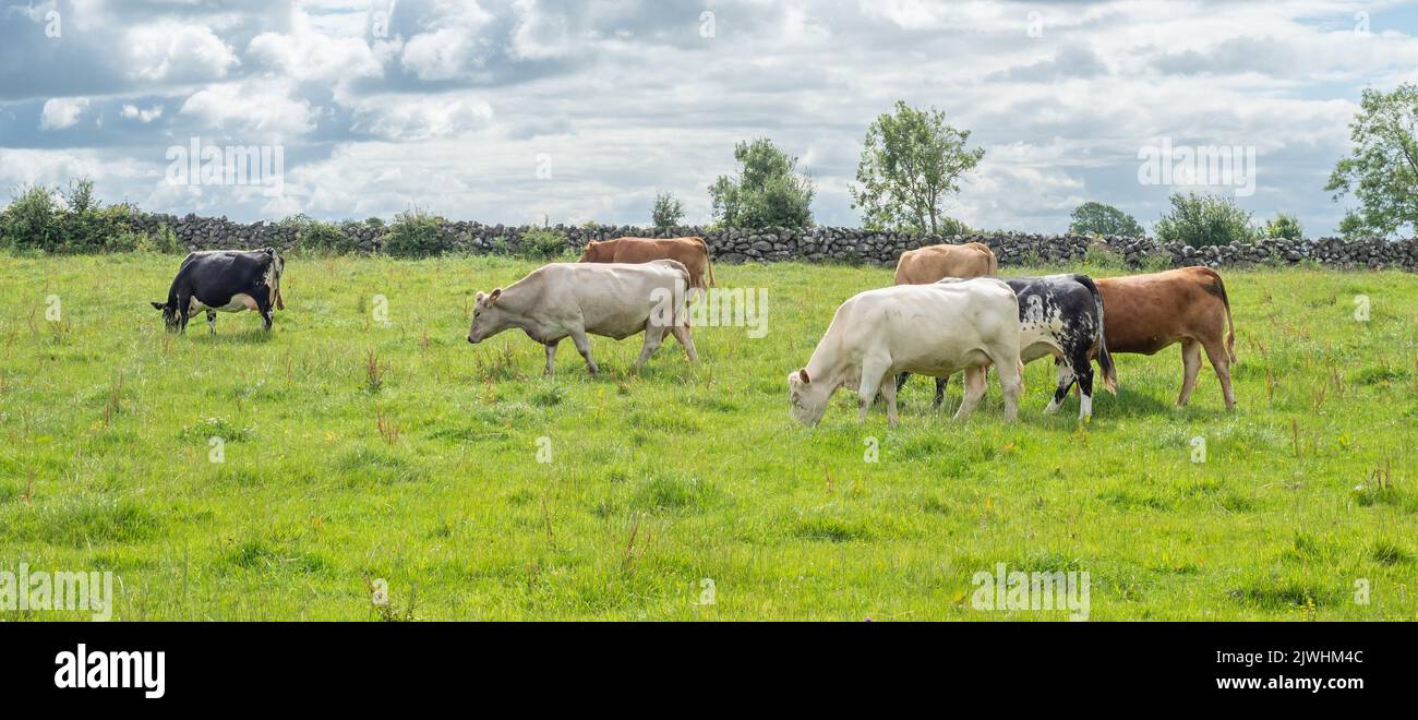 Cows grazing in a field in the Cloughanover district, near Headford in County Galway, Ireland. Stock Photo