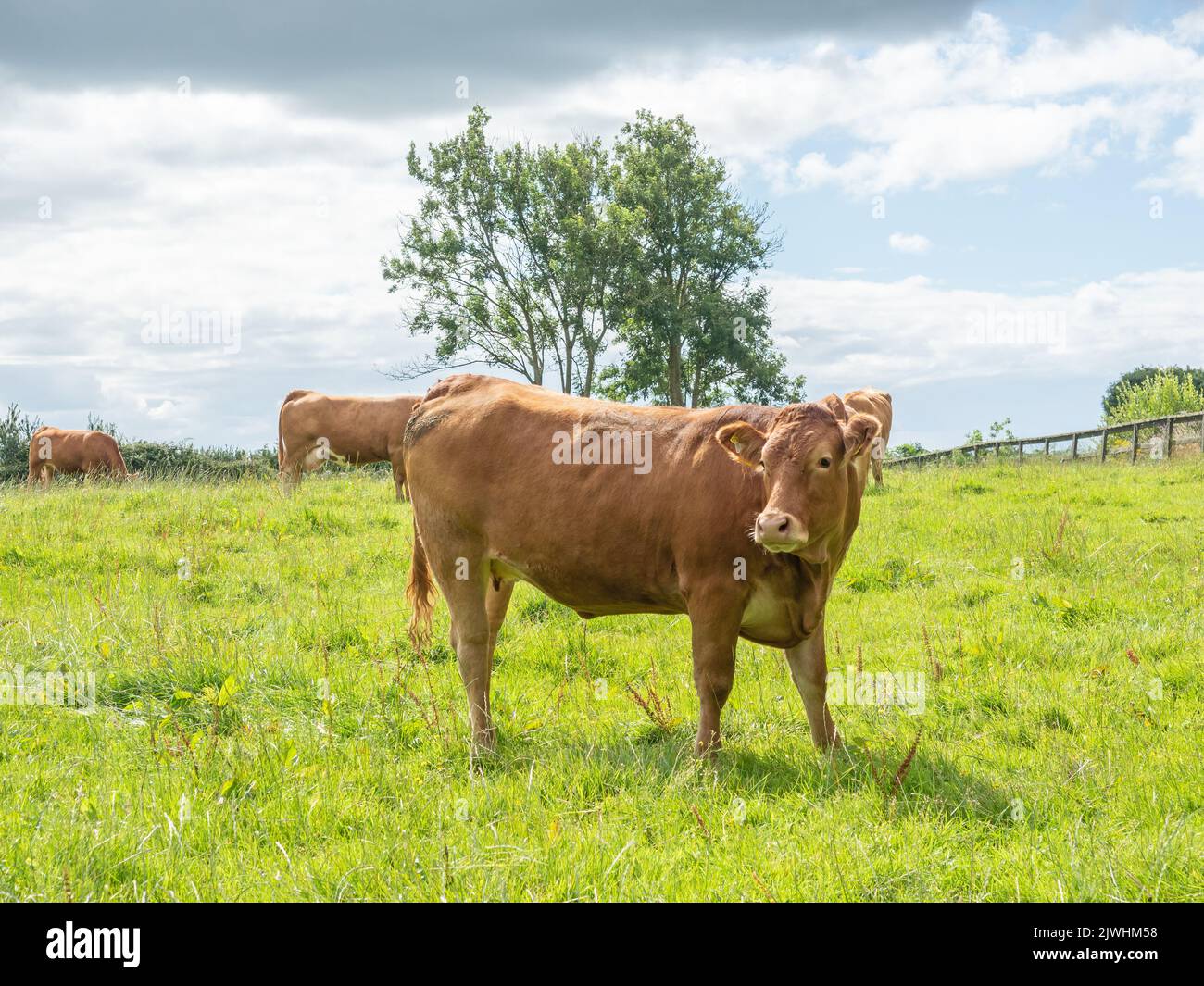 Cows grazing in a field in the Cloughanover district, near Headford in County Galway, Ireland. Stock Photo