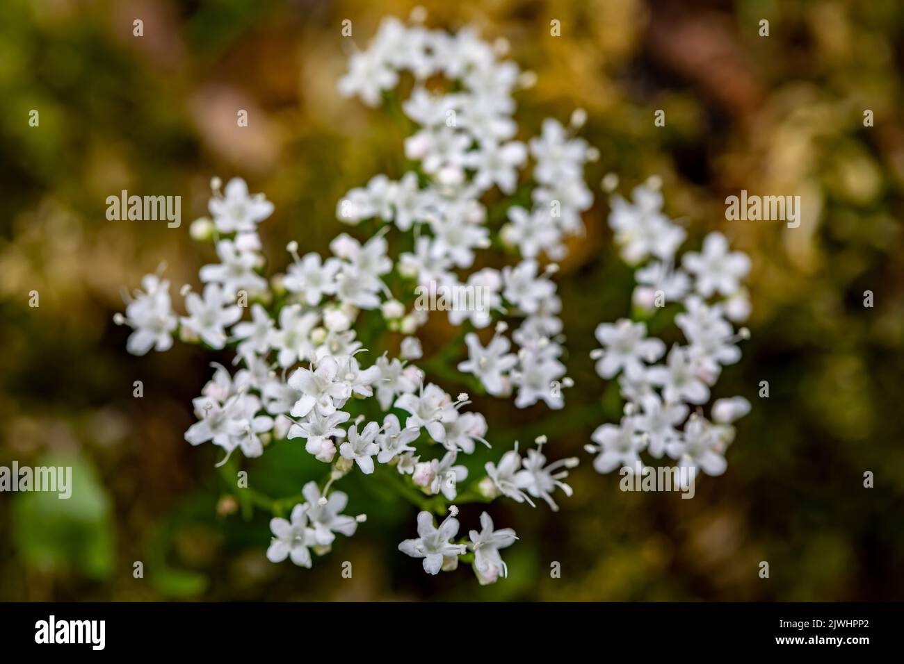 Valeriana tripteris flower growing in meadow, close up Stock Photo