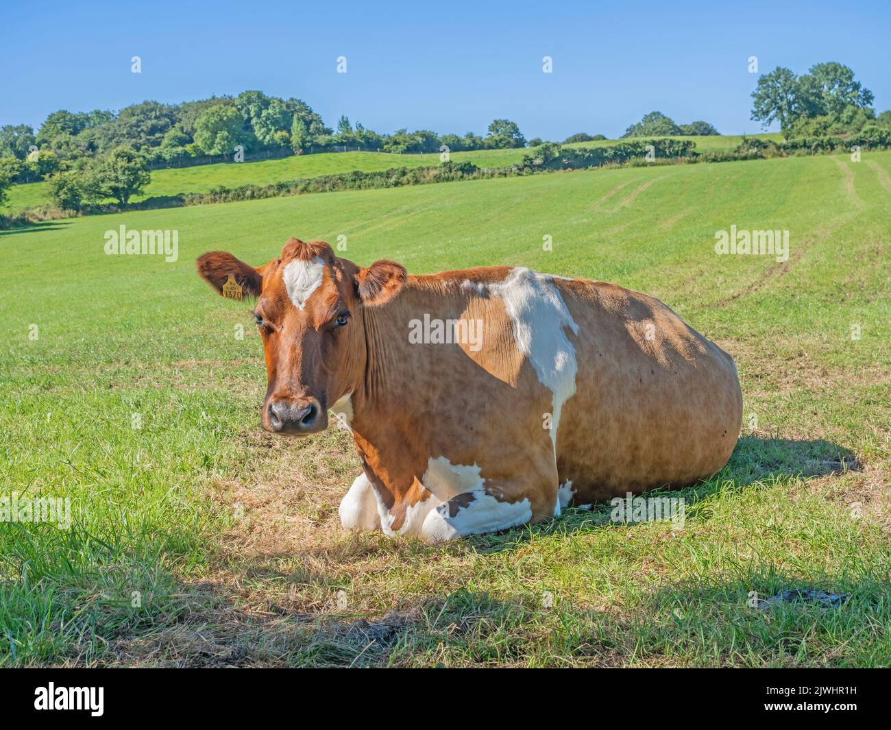 A cow resting in a field in the Cloughanover district, near Headford in County Galway, Ireland. Stock Photo