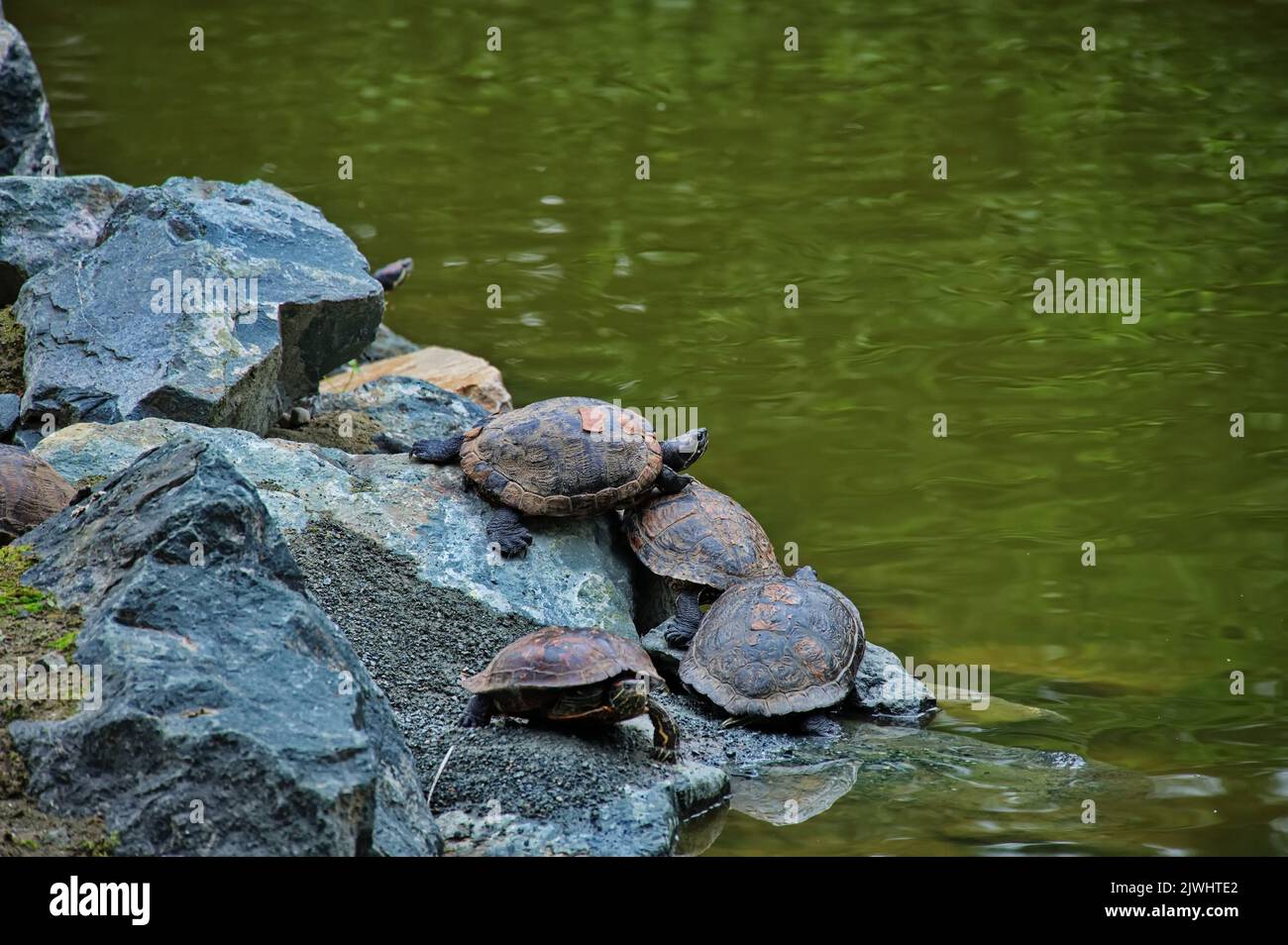 Group of turtles standing on the rock at the lake shore Stock Photo