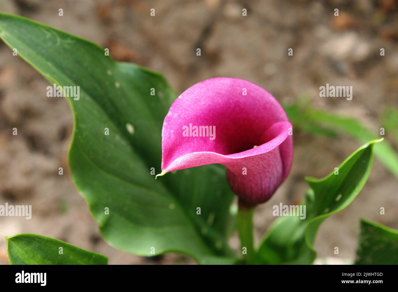 Dark pink flower of Sekhukhune golden arum (Zantedeschia pentlandii) close up Stock Photo
