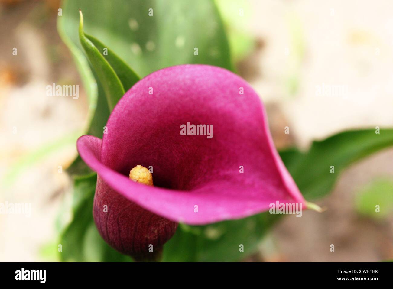 Dark pink flower of Sekhukhune golden arum (Zantedeschia pentlandii) close up Stock Photo