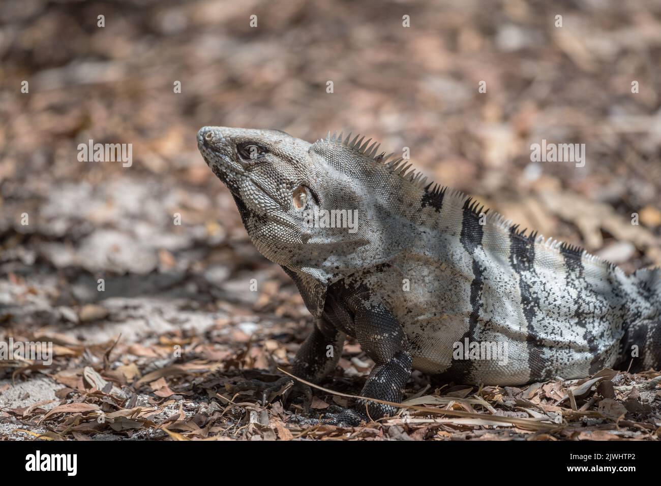 Mexican Iguana resting on a rock in Tulum, Mexico Stock Photo