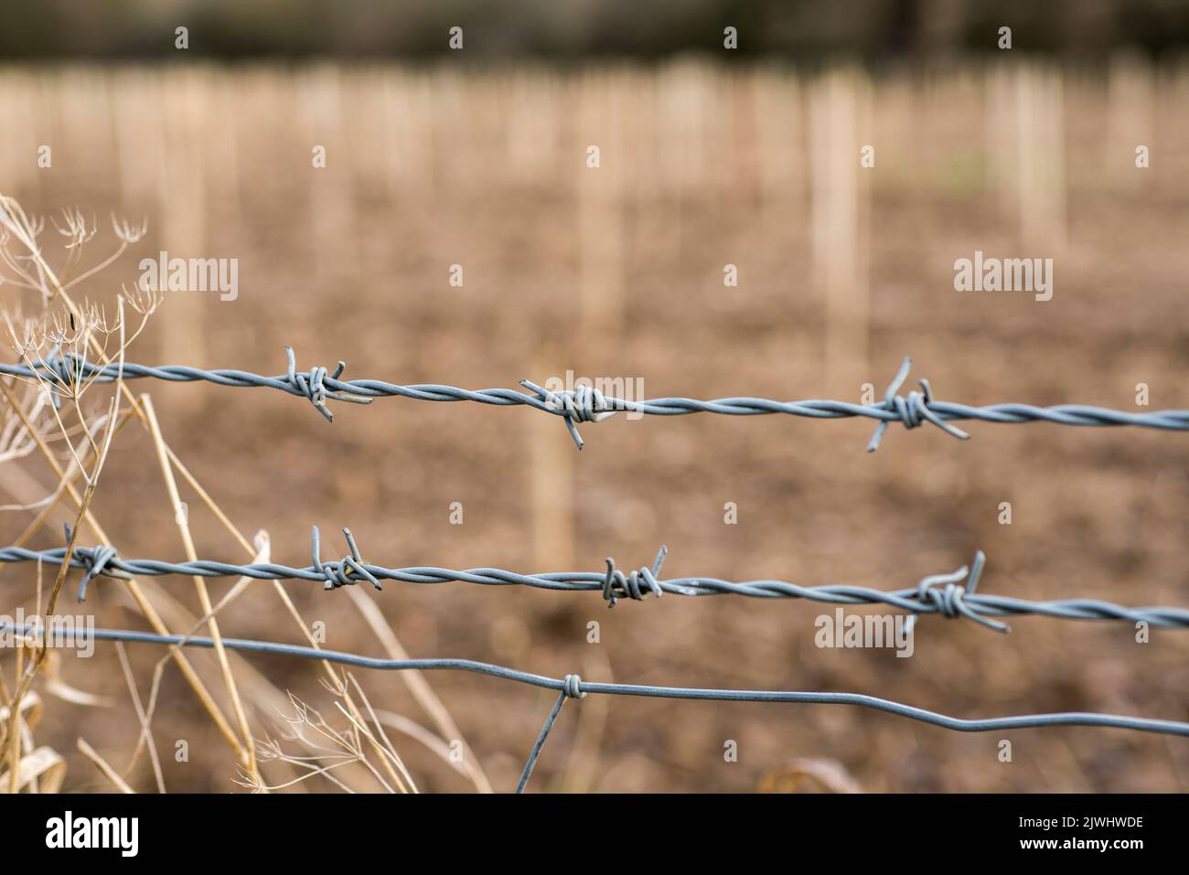 Two rows of barbed wire fencing protect a farmers field with young trees in an area of North