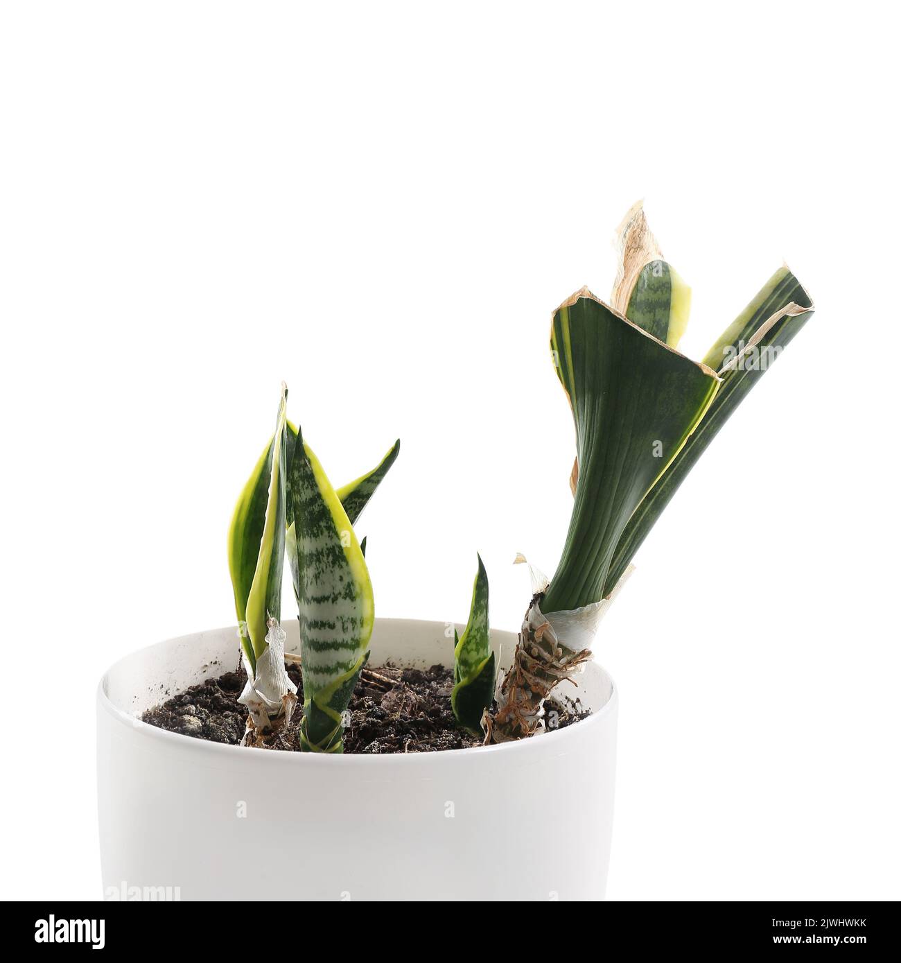 Faded snake hires stock photography and images Alamy