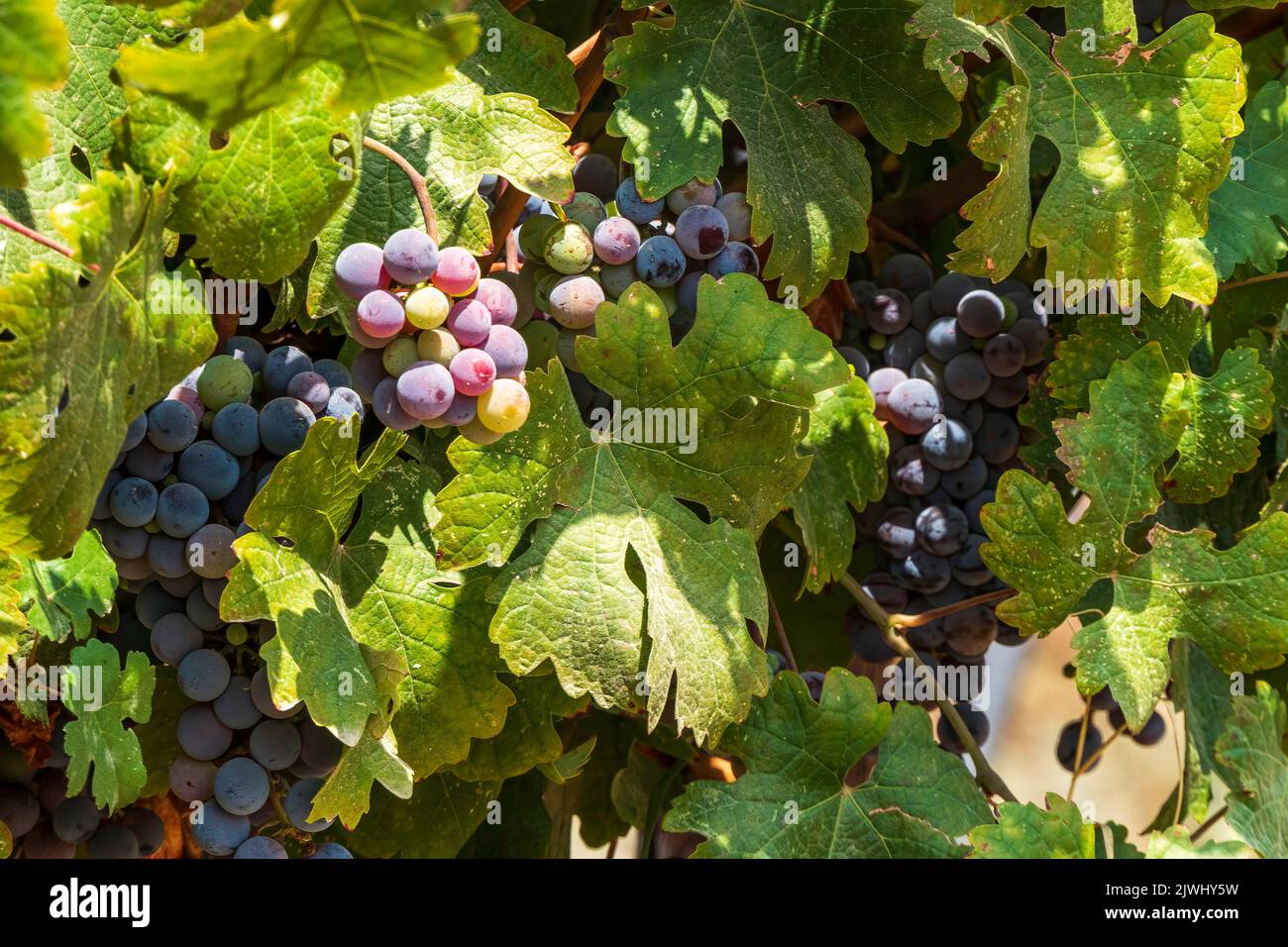 Bunches of ripe black grapes wine grapes close up among green foliage Stock Photo