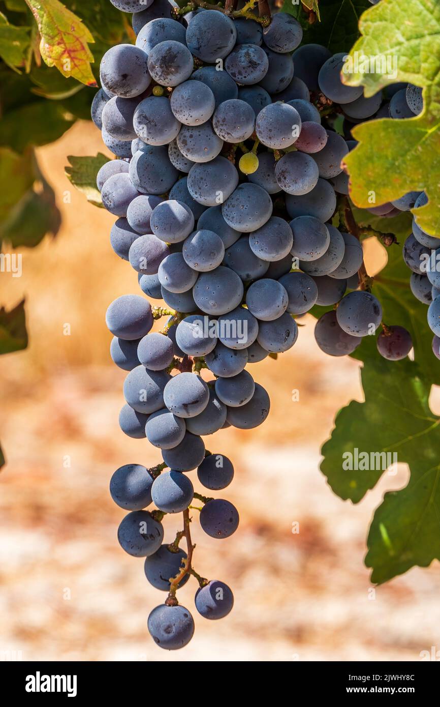 Bunches of ripe black grapes wine grapes close up among green foliage Stock Photo