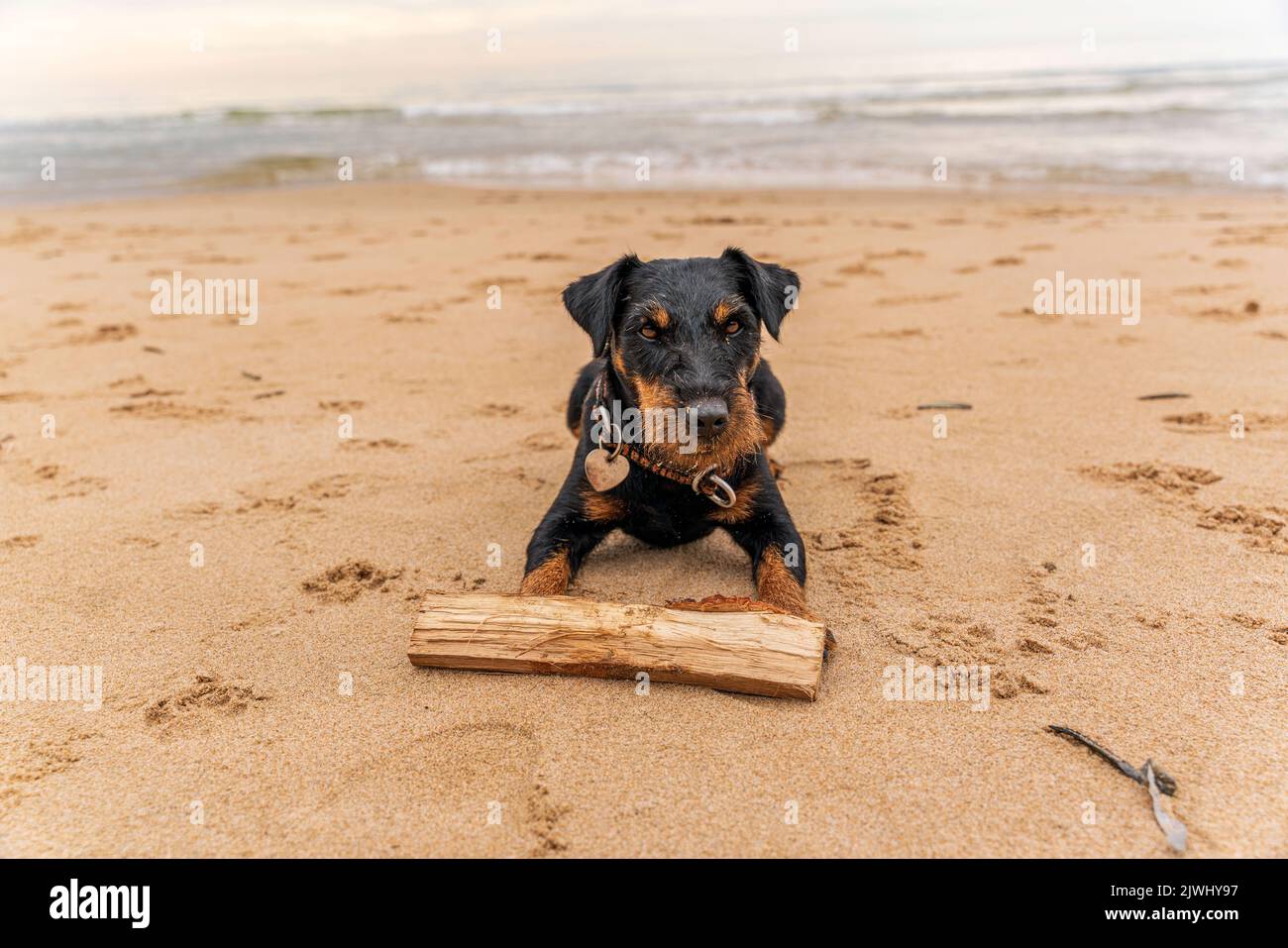 Shot of a dog lying on the seashore with a stick. High quality photo Stock Photo