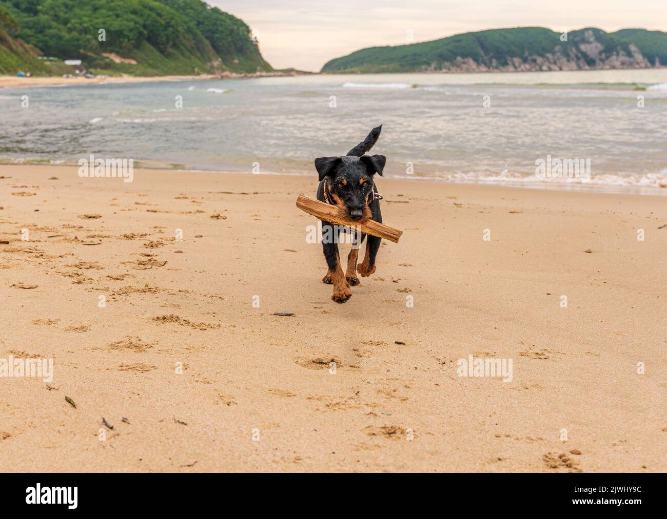 Adorable dog runs along the beach after a stick. High quality photo Stock Photo