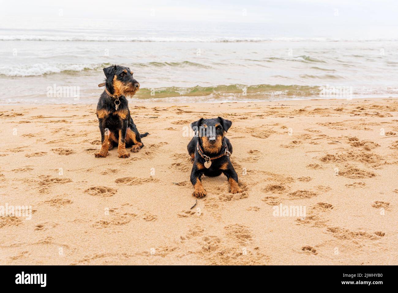 two Jagdterrier dogs on the beach. High quality photo Stock Photo