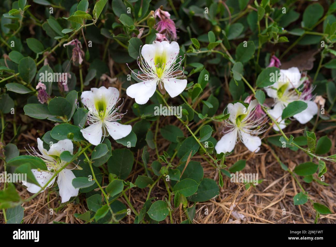 Capparis spinosa flowers in garden Stock Photo