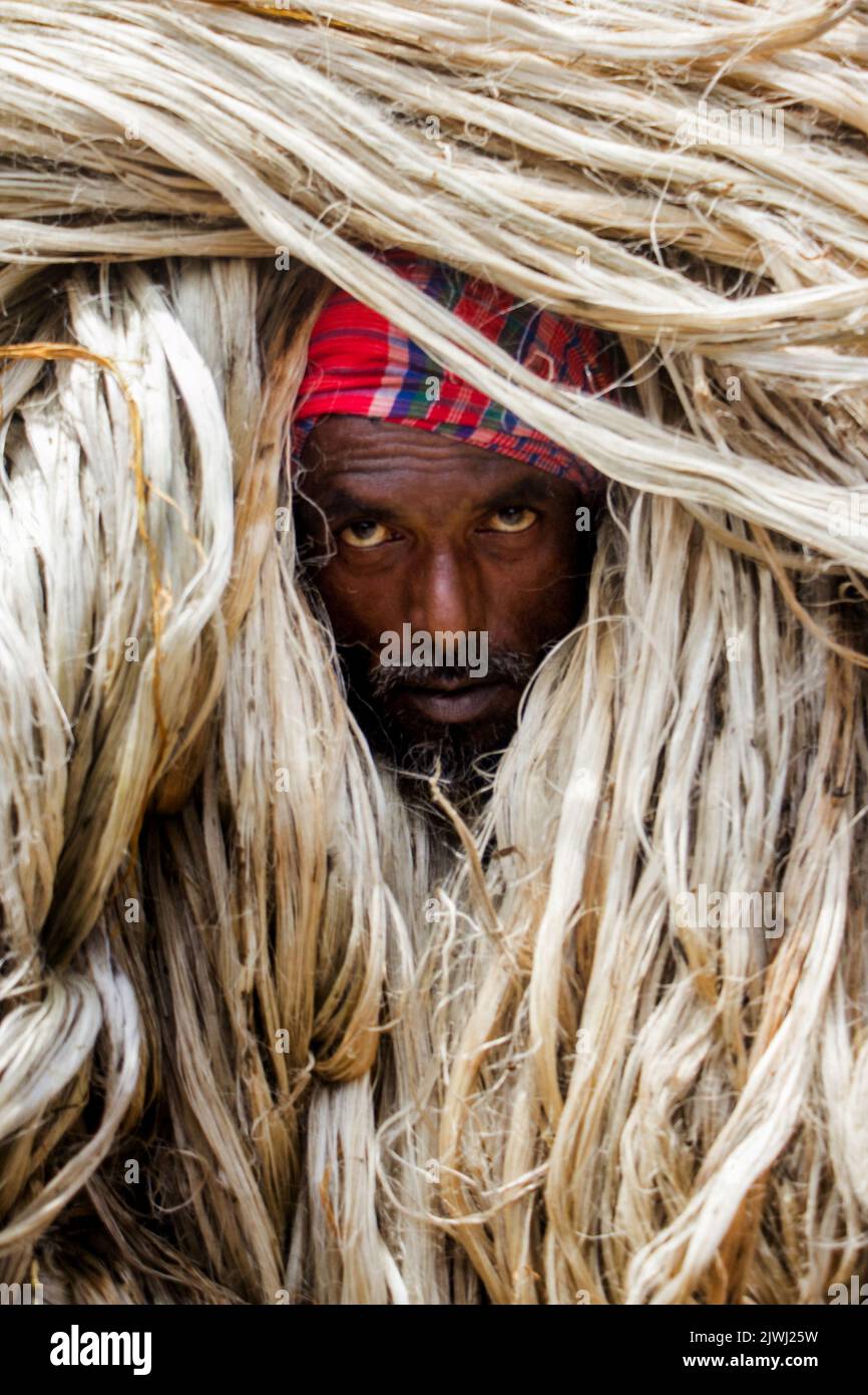 Bangladesh. 19th Aug, 2022. Jute dicotyledenous fibreyielding plant of