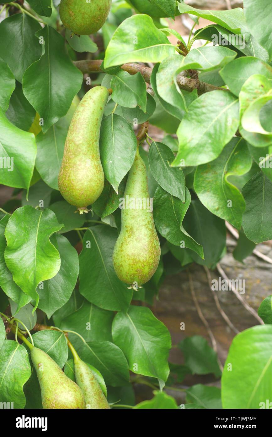 Pears growing on an espalier trained tree, against a wall in a garden, Herefordshire, England Stock Photo