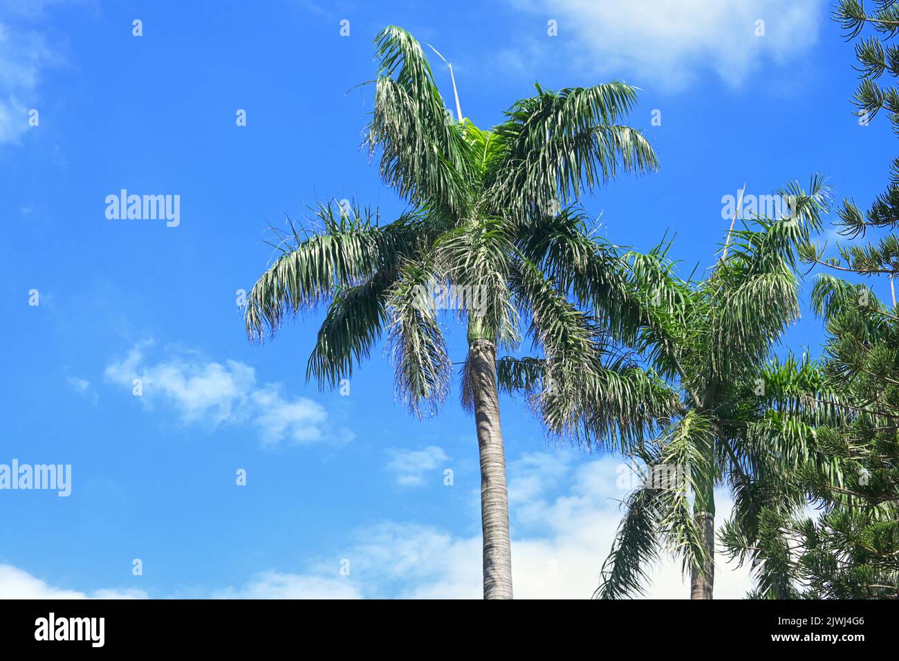 Palm trees in the blue sunny sky Stock Photo - Alamy