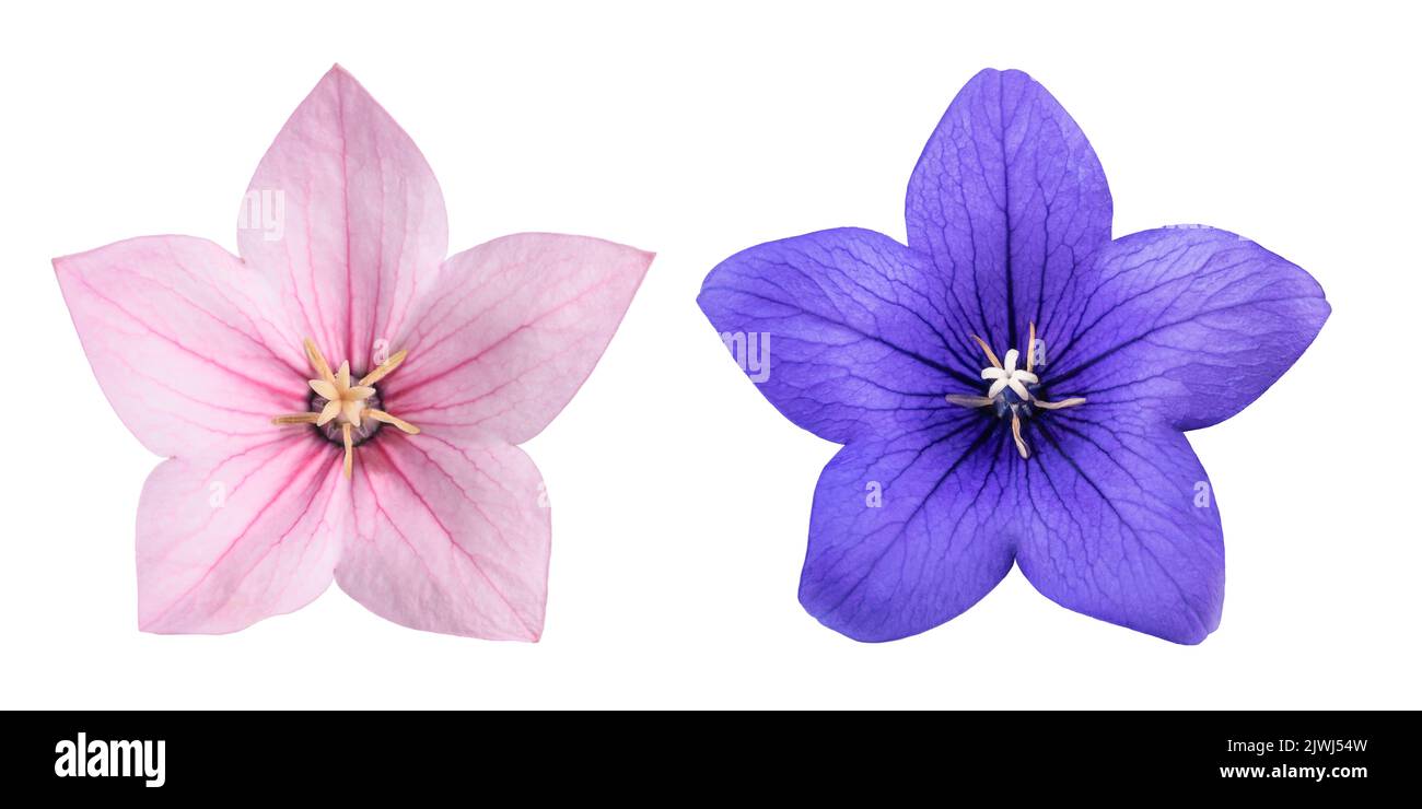 Balloon flowers  isolated on white background Stock Photo