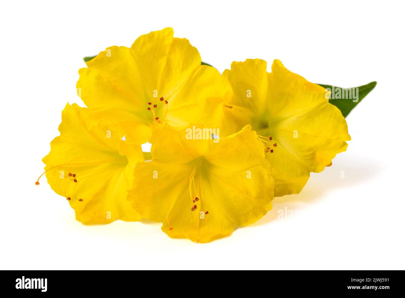 Yellow Four o'clock flowers isolated on white background Stock Photo Alamy