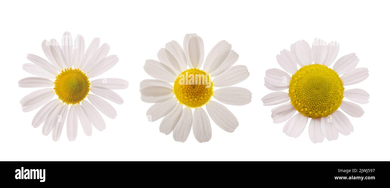 Chamomile flowers isolated on white background Stock Photo