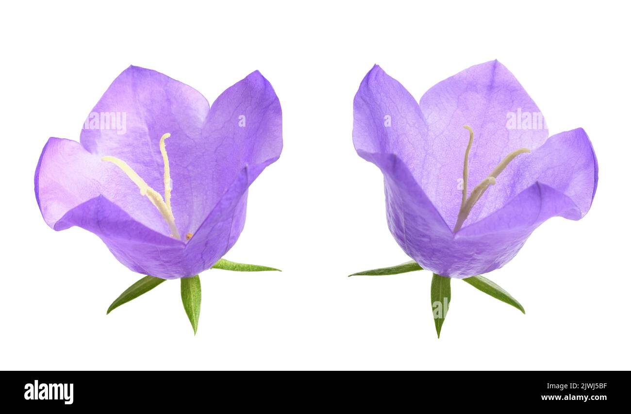 Peach leaf bellflower isolated on white. Stock Photo