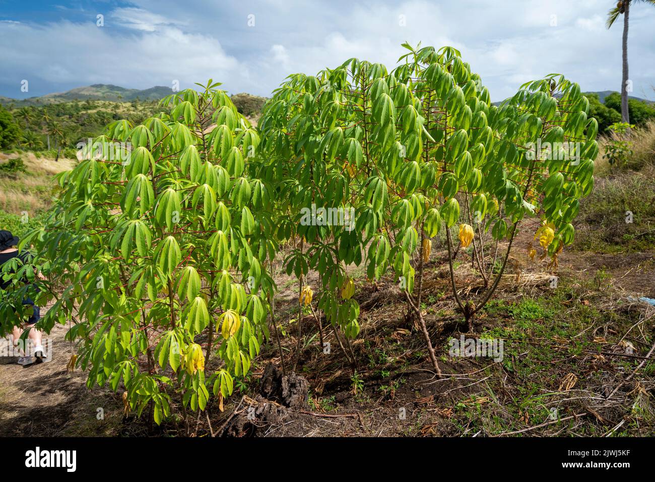 Cassava plants in small family plot on hillside, Yasawa Islands, Fiji Stock Photo