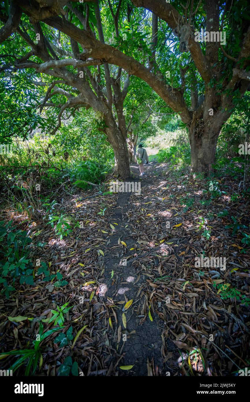 Single person on walking track through mango tree grove, Nanuya Lailai