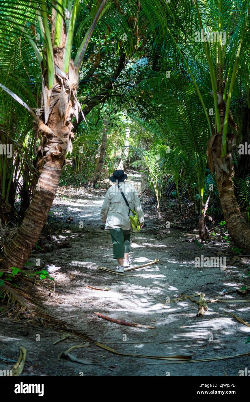 Single person on walking track through palm grove, Nanuya Lailai Island, Yasawa Island, Fiji Stock Photo