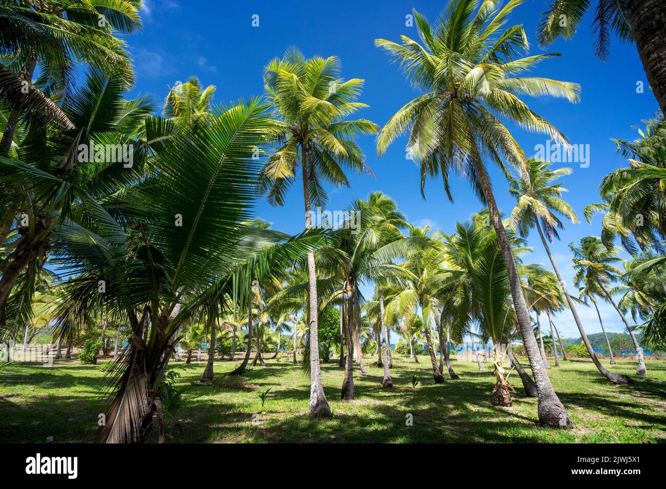 Coconut palm plantation with blue sky, Yasawa Islands, Fiji Stock Photo