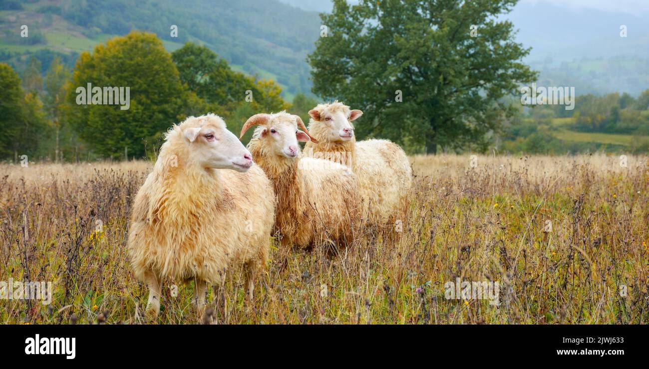rural scenery on a rainy autumn day. ram and two sheep on the meadow in weathered grass. trees and forested hill in the distance. shallow depth of fie Stock Photo