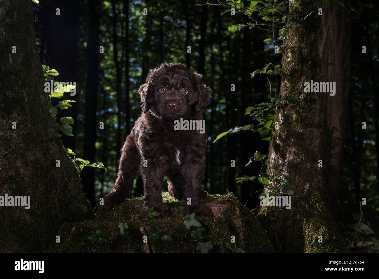 Portrait brown Cockapoo dog on tree stump in woods Stock Photo
