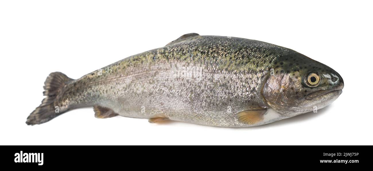freshly caught trout isolated on white background Stock Photo