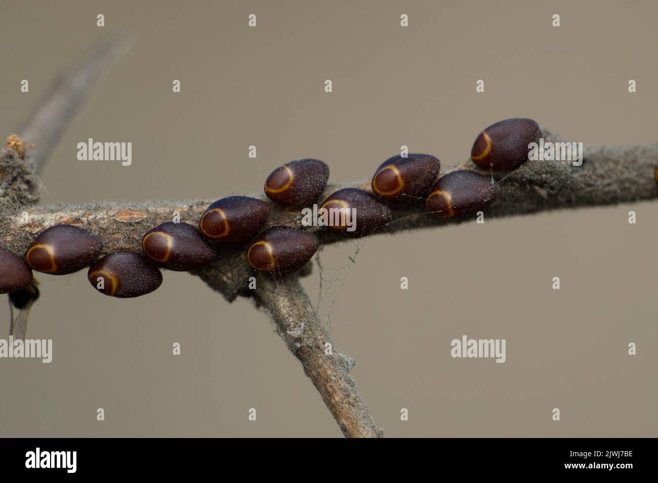 Eggs of grey stink bug satara maharashtra india stock photo alamy
