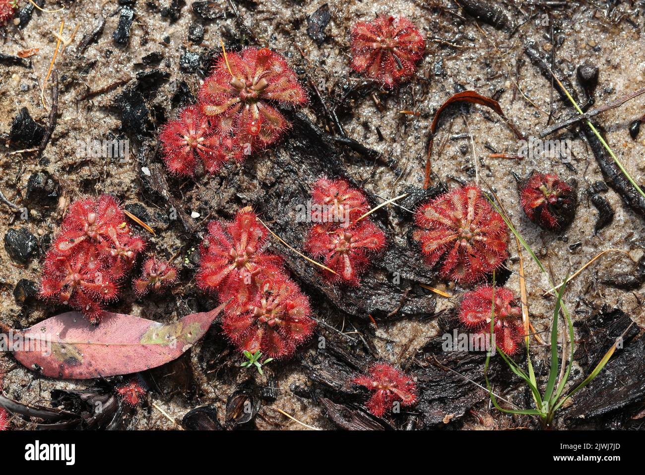 Spoon-leaf Sundews in boggy damp environment Stock Photo