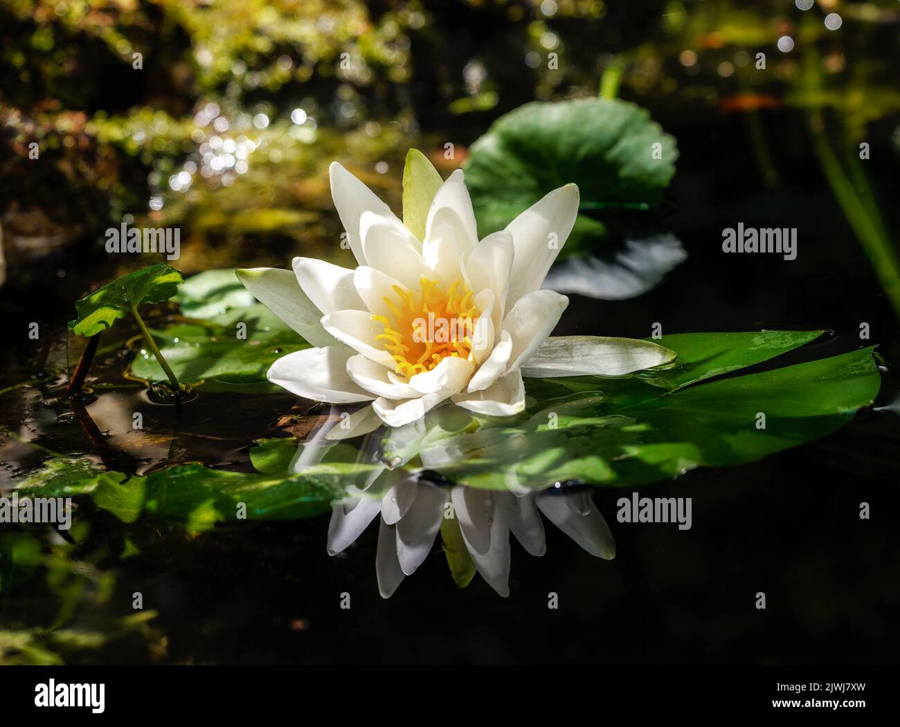 Closeup of a white water lilly blossom in a pond Stock Photo
