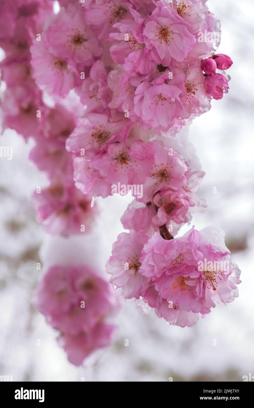 Closeup of snow covered pink cherry blossoms Stock Photo