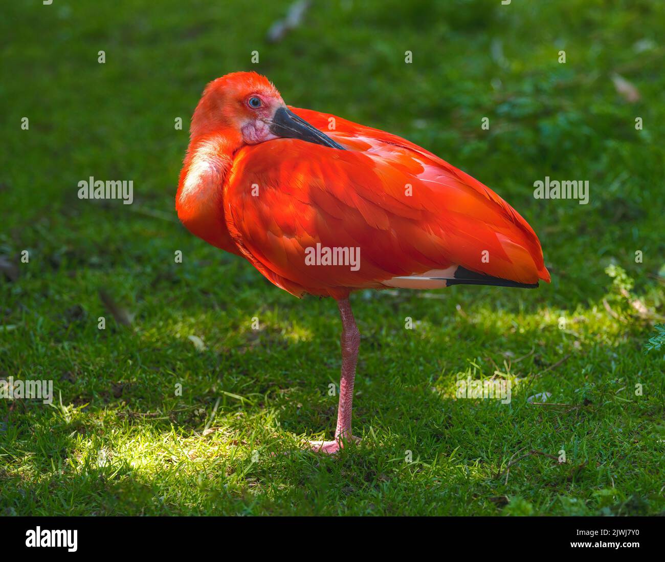Red Scarlet Ibis (Eudocimus ruber) standing in the grass Stock Photo