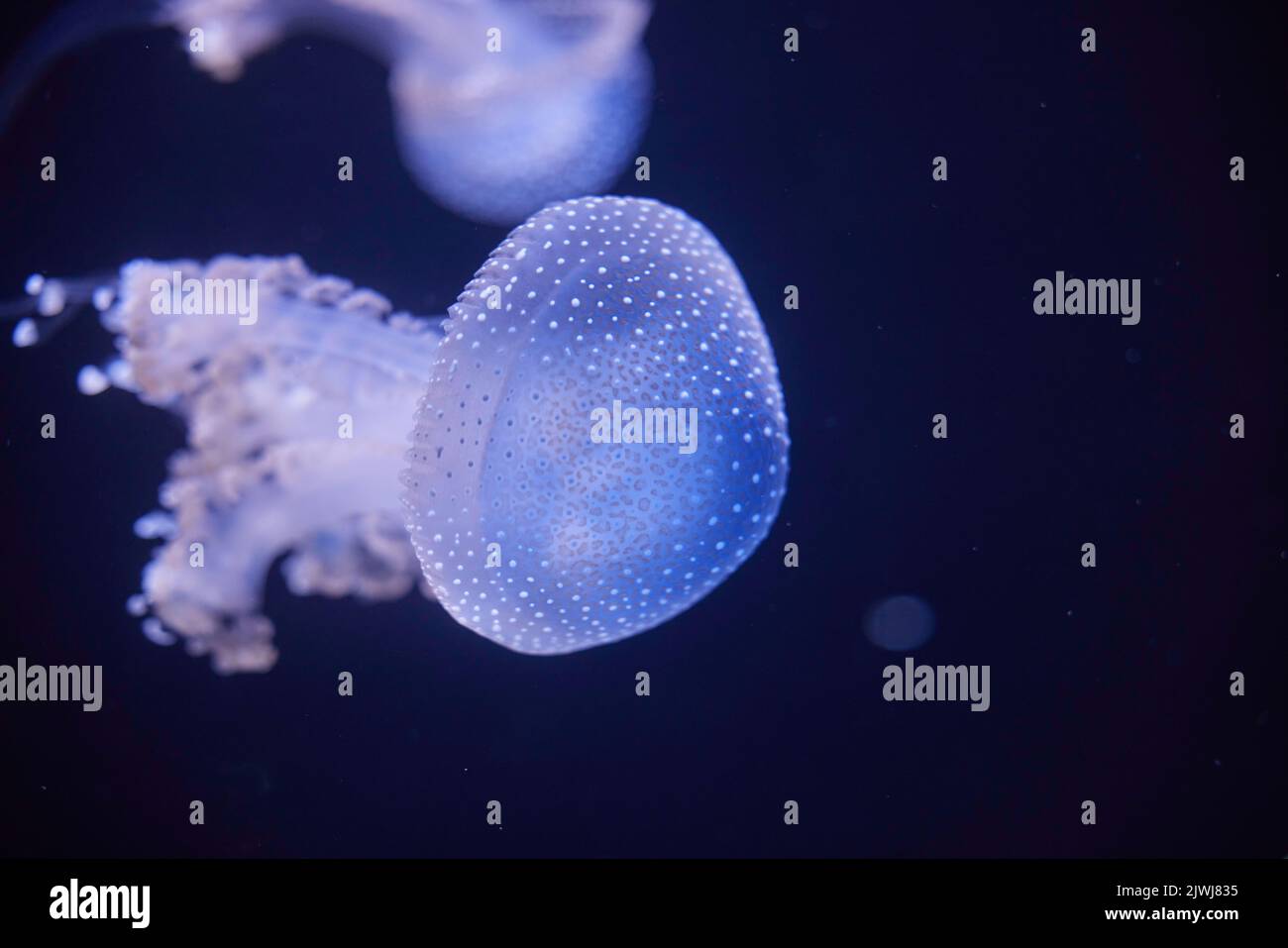 Blue jellyfish swimming in the water Stock Photo