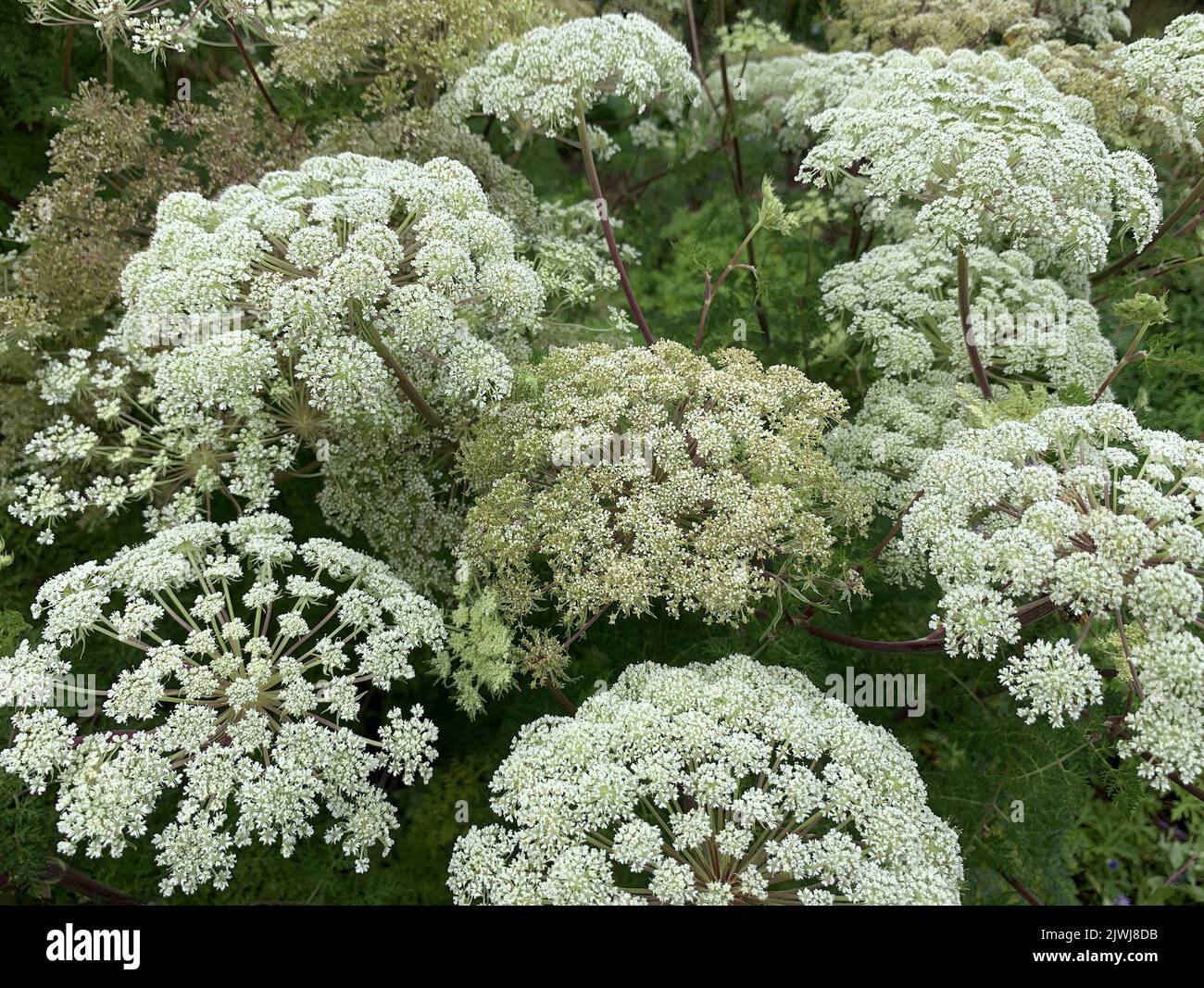 Close up of flowers of the herbaceous perennial plant Selinum wallichianum or Wallich milk parsley seen in the garden in the UK in late summer. Stock Photo