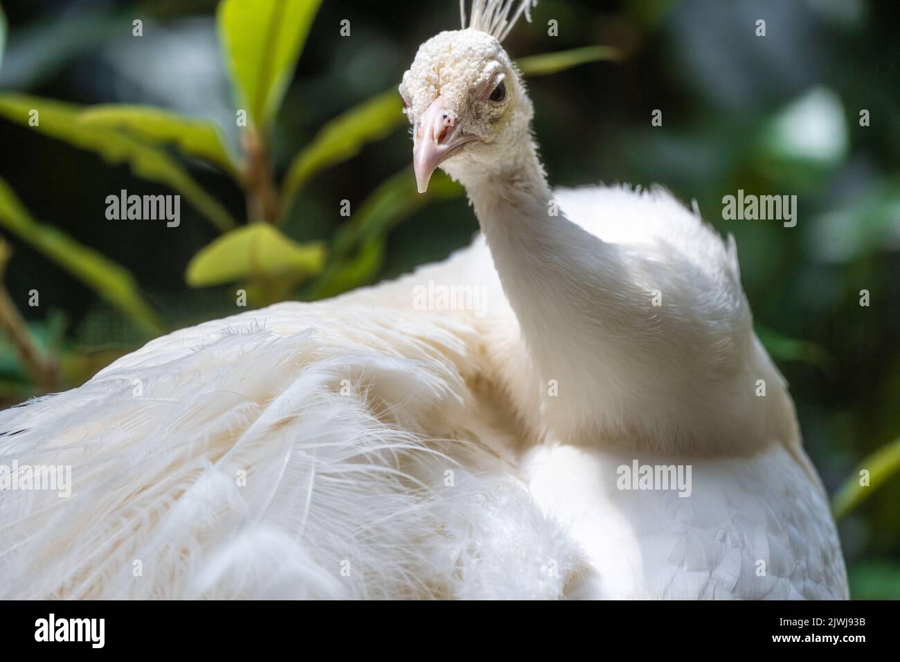 Beautiful white Indian peacock (Pavo cristatus) at Zoo Atlanta in Atlanta, Georgia. (USA) Stock Photo