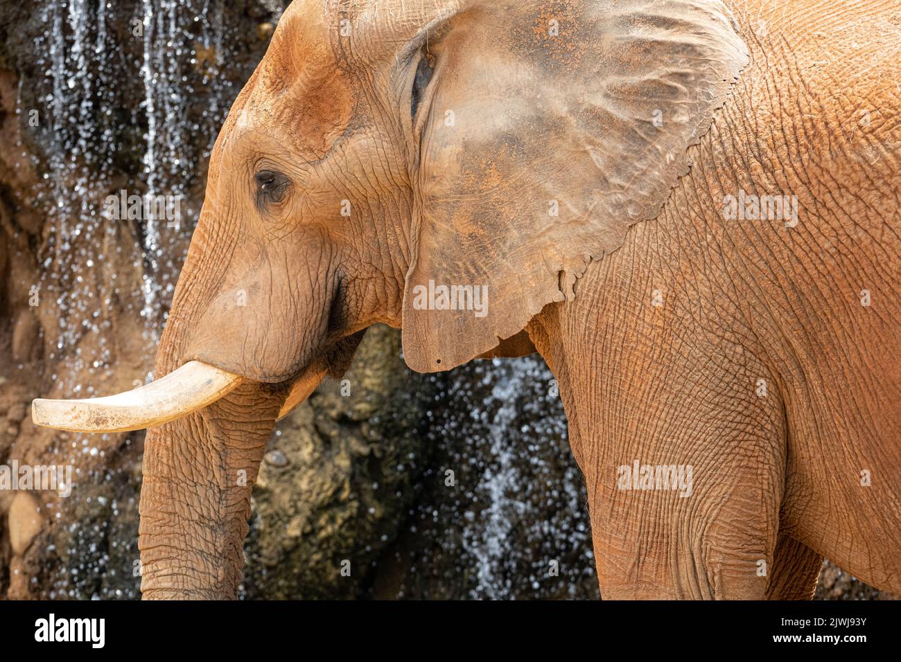 African elephant (Loxodonta africana) next to a waterfall in the African Savanna habitat at Zoo Atlanta in Atlanta, Georgia. (USA) Stock Photo