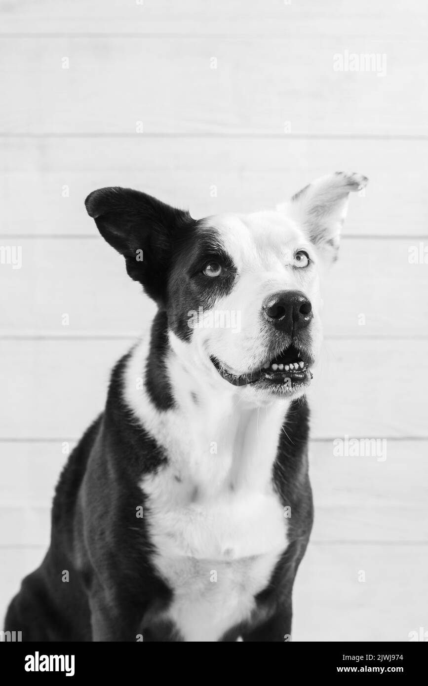Smiling puppy nobody Black and White Stock Photos & Images - Alamy