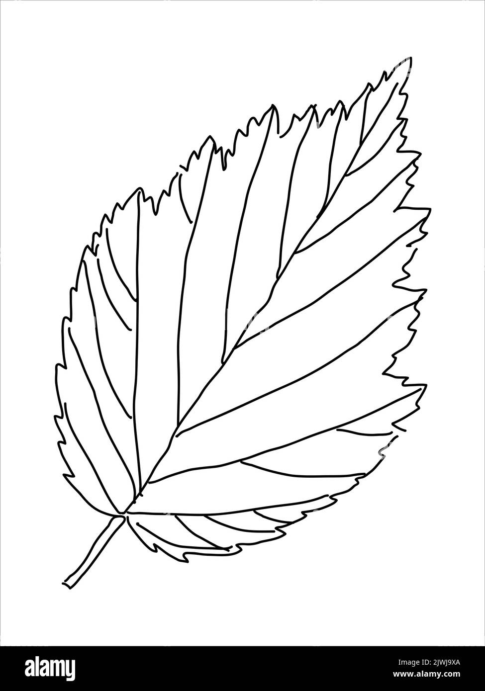 Raspberry leaf in the doodle style. Handdrawn silhouette. Botanical
