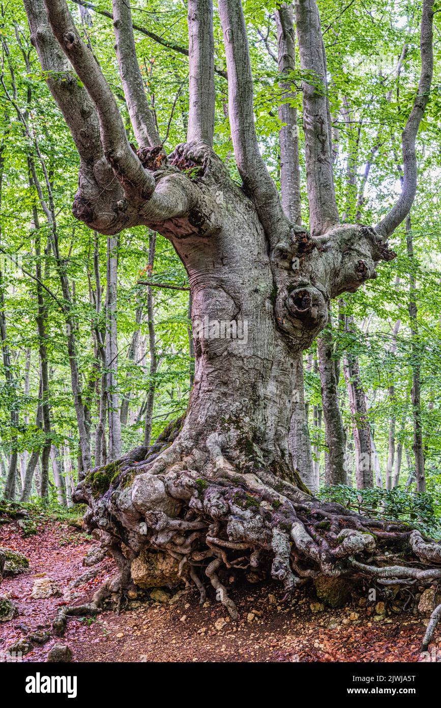 Candlestick beech with roots out of the ground due to soil erosion. Bosco di Sant'Antonio Nature Reserve, Pescocostanzo, province of L'Aquila, Abruzzo Stock Photo