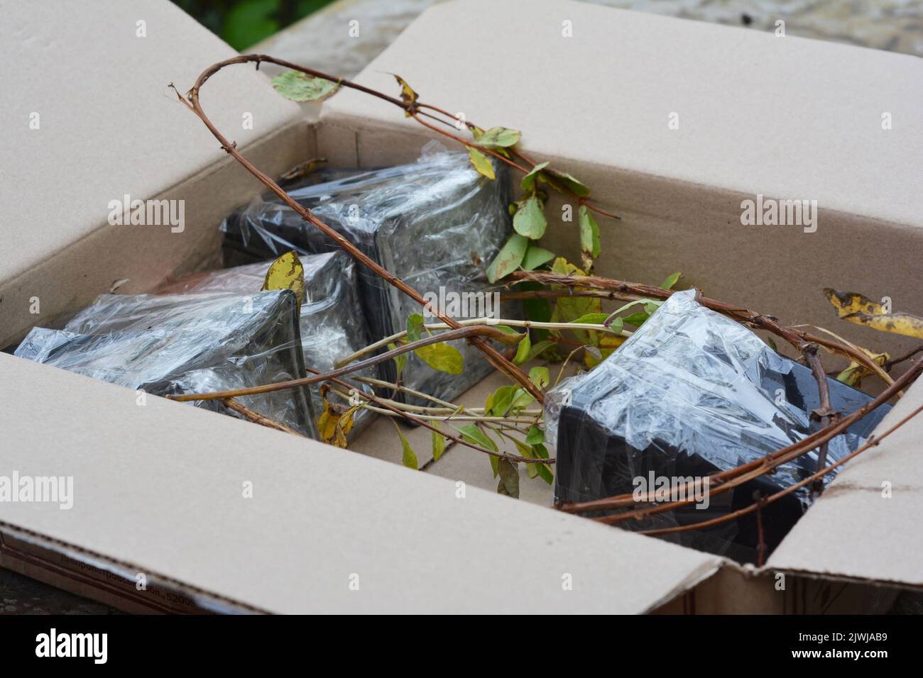 Shipping plant saplings in a carton box. Putting pots with plant saplings of blue honeysuckle or Lonicera caerulea, and Lycium barbarum in a box befor Stock Photo