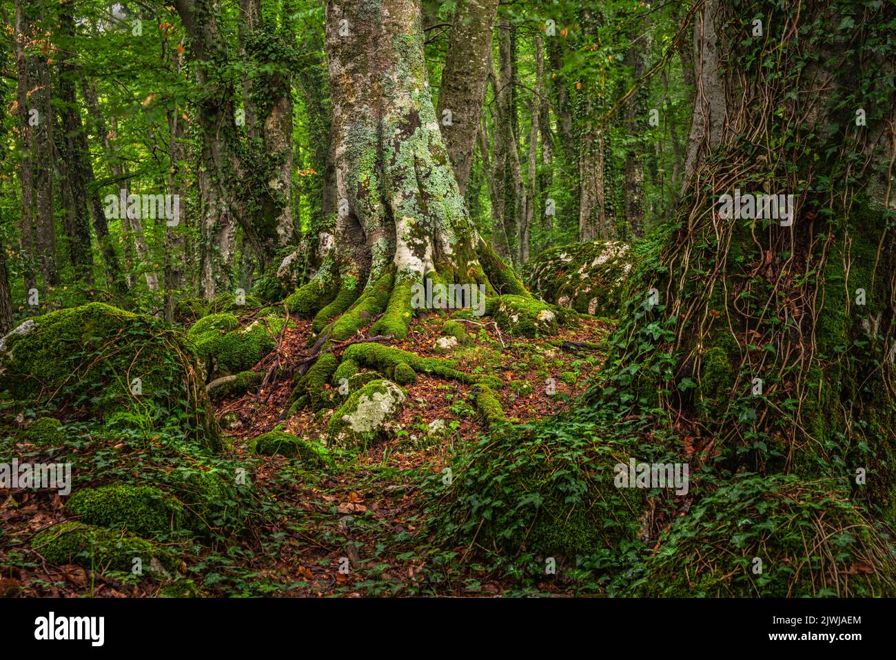 Beech trees with moss and fallen leaves grow among the rocks emerging from the ground. Bosco di Sant'Antonio Nature Reserve, Pescocostanzo, Abruzzo Stock Photo
