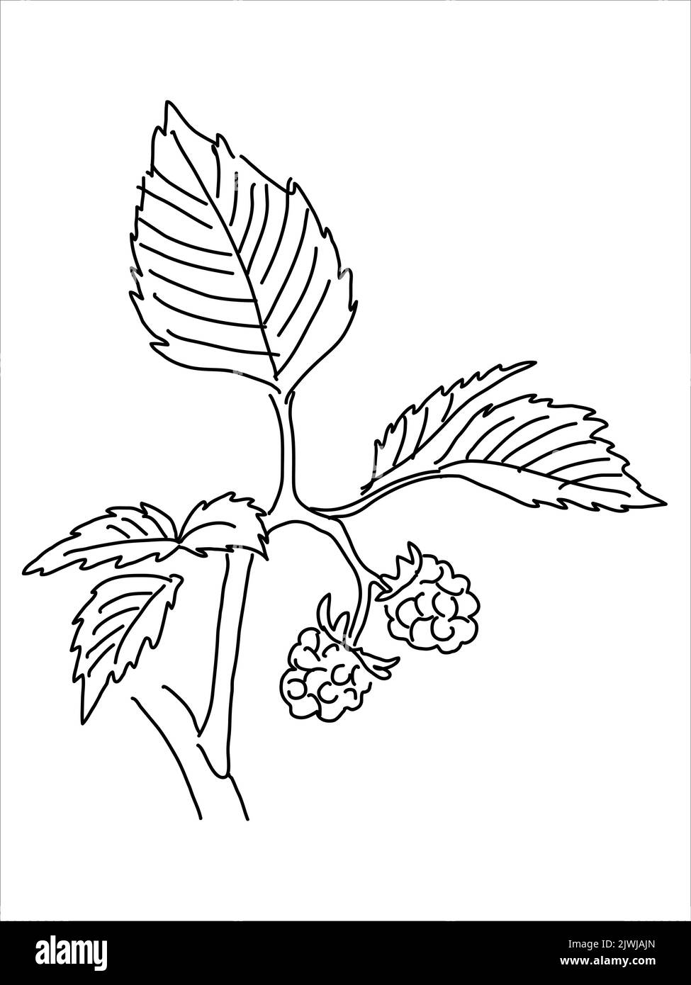 Raspberry leaf in the doodle style. Handdrawn silhouette. Botanical