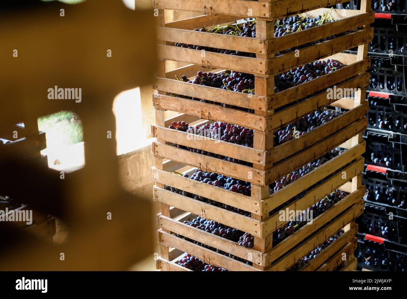Lumber crates with ripe black grapes drying stacked together inside sunlit shed on vineyard Stock Photo