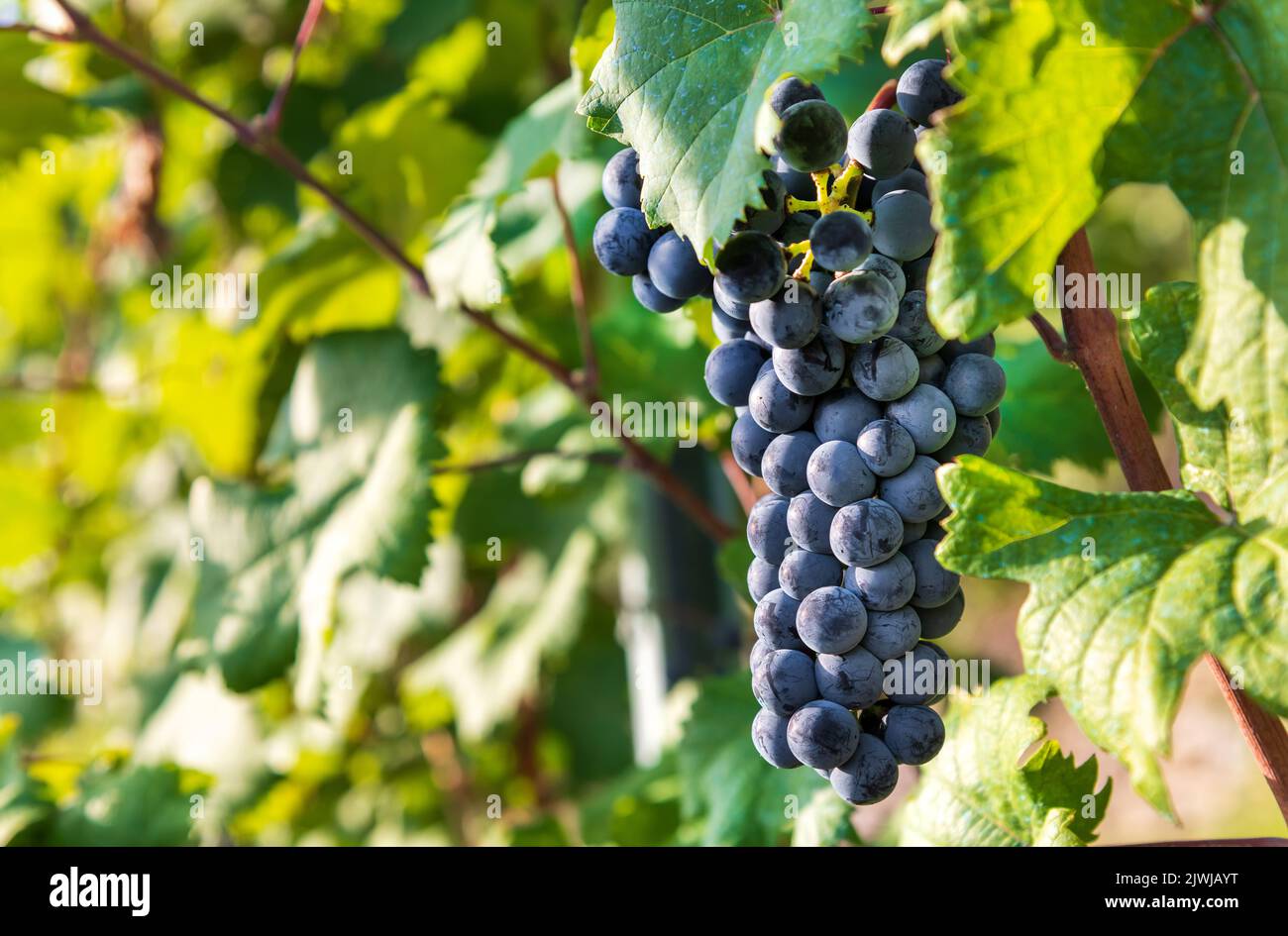 Soft focus of bunch of ripe black Barolo grapes hanging amidst green leaves on sunlit vine on sunny autumn day on farm Stock Photo