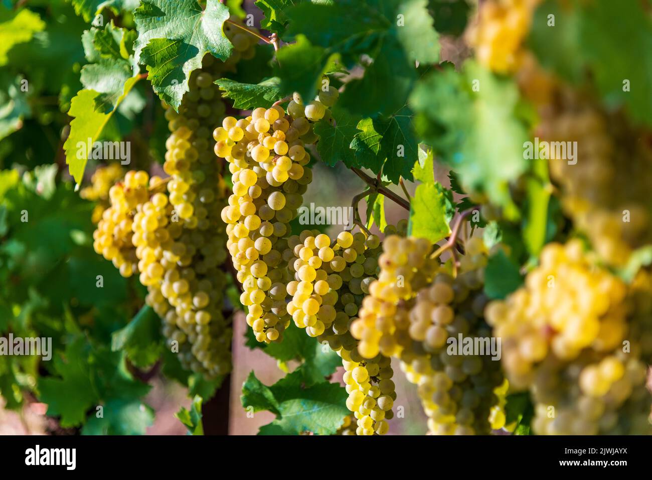 Bunches of fresh white Chardonnay grapes hanging on vines with green leaves on sunny day on vineyard Stock Photo